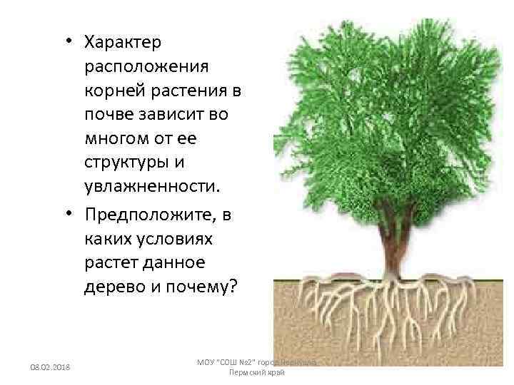  • Характер расположения корней растения в почве зависит во многом от ее структуры