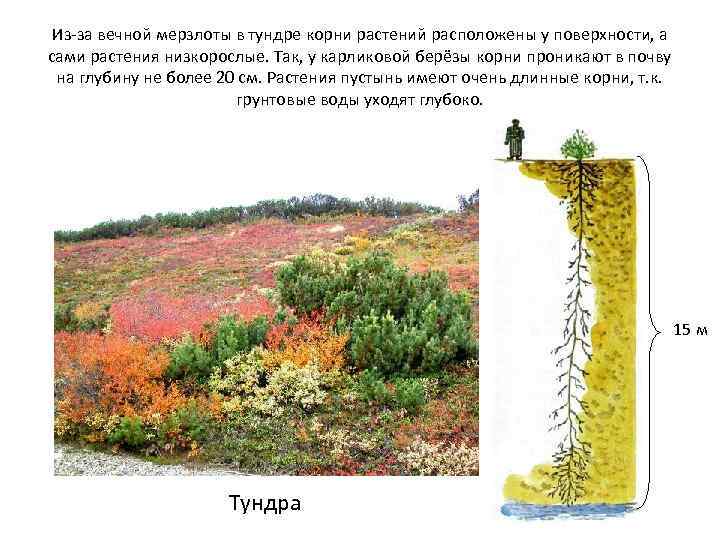 Из-за вечной мерзлоты в тундре корни растений расположены у поверхности, а сами растения низкорослые.