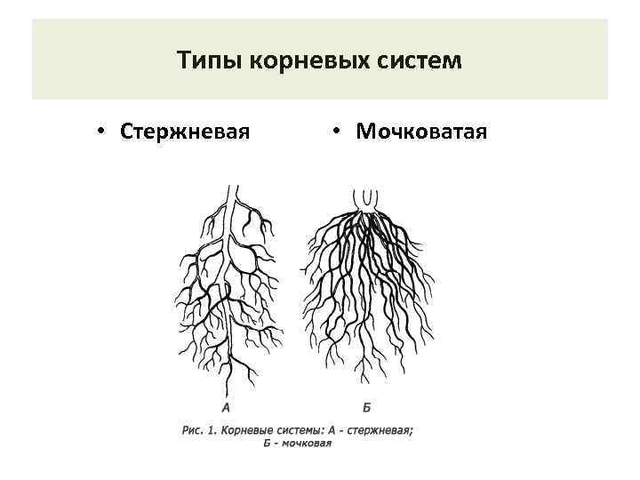 Типы корневых систем • Стержневая • Мочковатая 