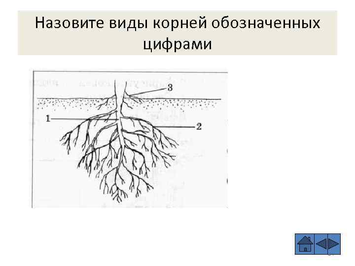 Назовите виды корней обозначенных цифрами 84 