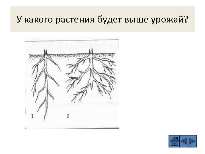 У какого растения будет выше урожай? 85 