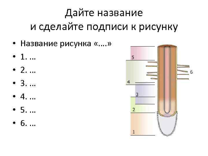 Дайте название и сделайте подписи к рисунку • • Название рисунка «…. » 1.