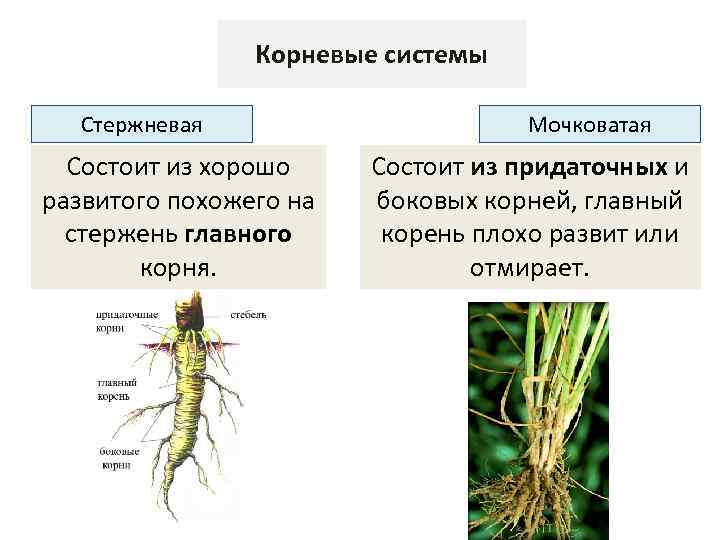 Строение стержневой корневой системы. Мочковатая система из главного корня и боковых. Стержневая система главный корень и придаточные. Мочковатая корневая система состоит. Мочковатая и стержневая и боковой корень.