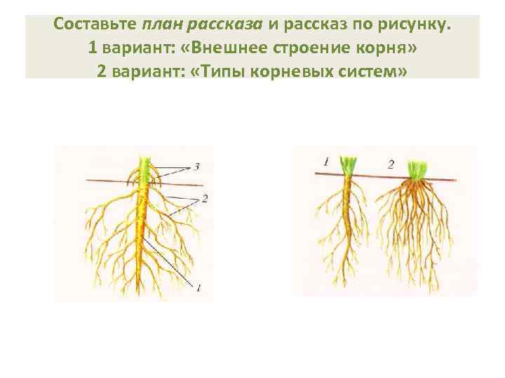 Составьте план рассказа и рассказ по рисунку. 1 вариант: «Внешнее строение корня» 2 вариант: