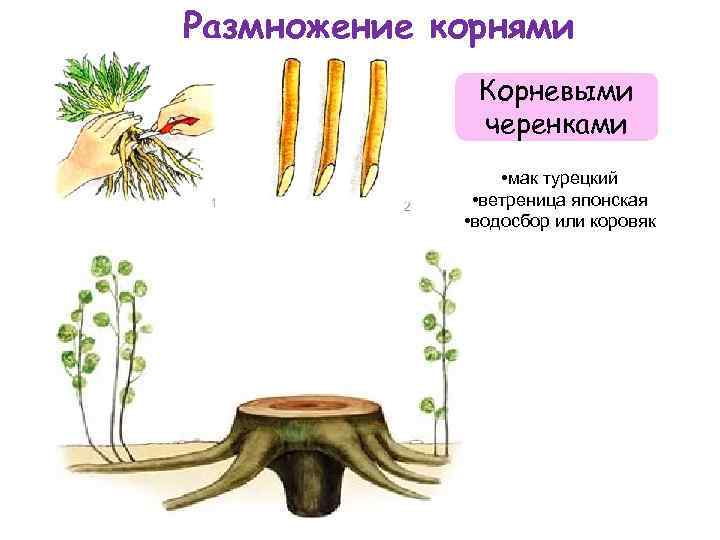 Деление корневища. Вегетативное размножение корневыми черенками. Вегетативное размножение Корн. Размножение корневыми отростками. Вегетативное размножение корневыми отпрысками.