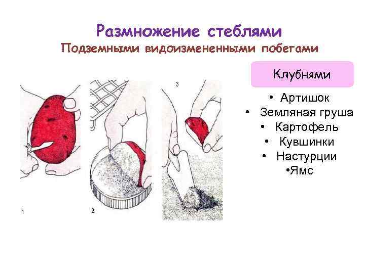 Способ размножения видоизмененными побегами