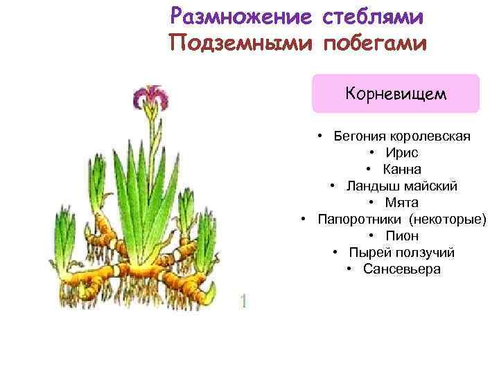 Подземные побеги лилейных