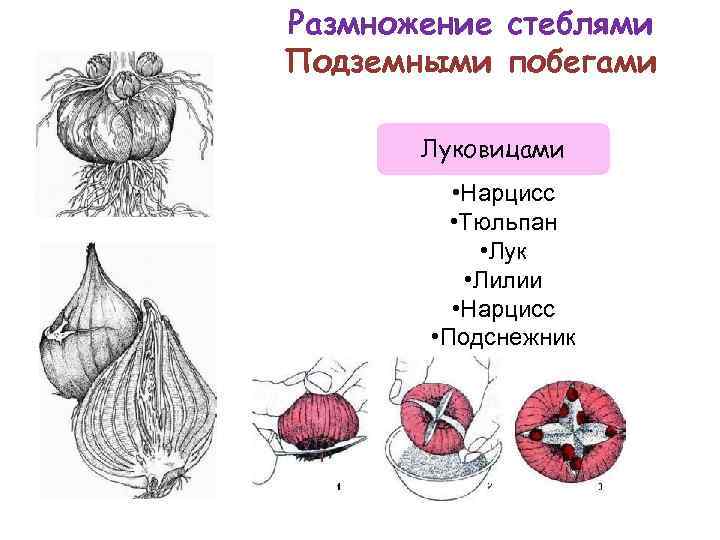 Размножение луковицами рисунок