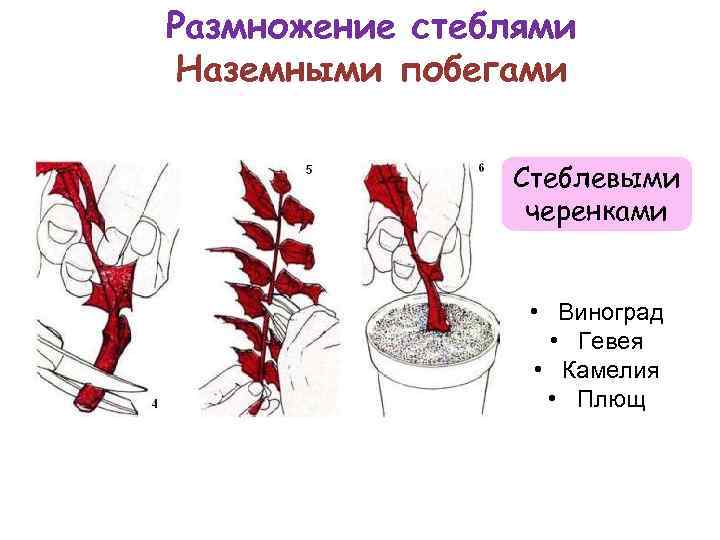 Размножение стеблевыми черенками рисунок