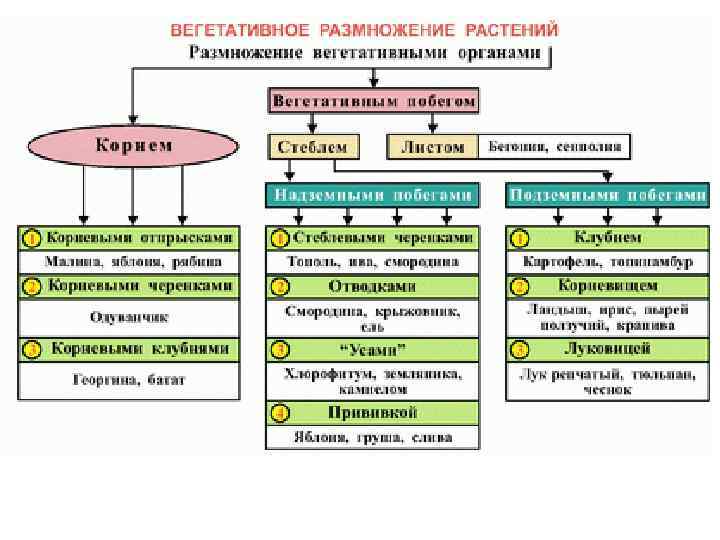 Схема вегетативного размножения