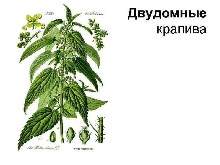 Двудомные крапива 