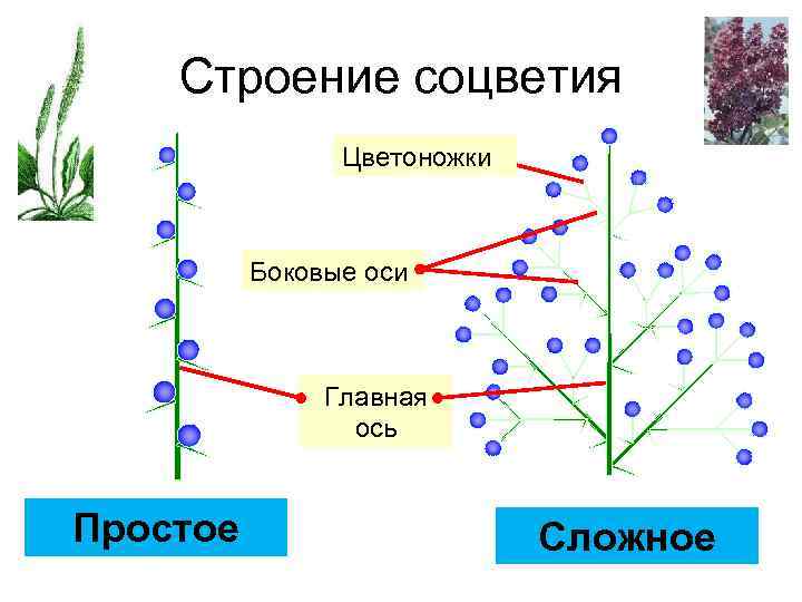 Соцветие листа. Соцветия боковые оси 1 2 порядка. Строение соцветия. Строение сложного соцветия. Строение простого соцветия.