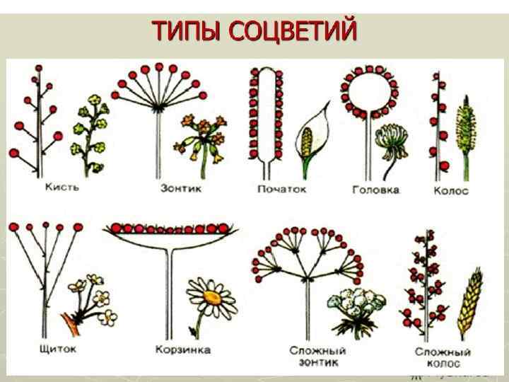 Какие соцветия изображены на рисунках. Типы соцветий. Соцветия растений. Разнообразие соцветий.