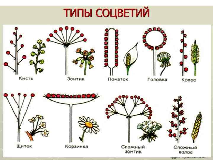 Соцветия растений рисунки. Соцветие ложная мутовка. Соцветие полузонтик схема. Виды соцветий. Схема типов соцветий.