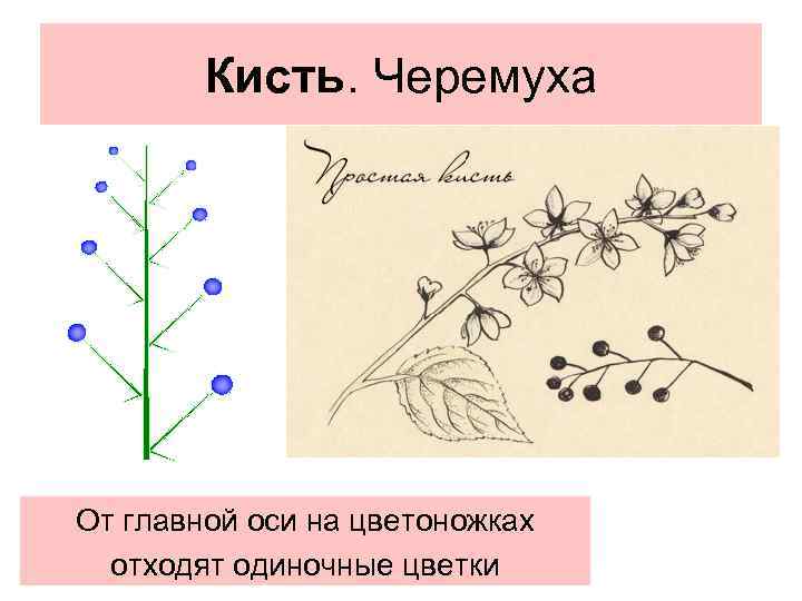 Кисть. Черемуха От главной оси на цветоножках отходят одиночные цветки 