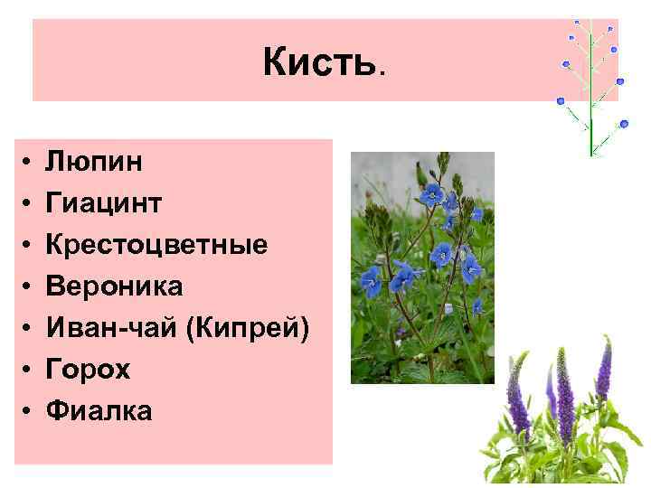 Кисть. • • Люпин Гиацинт Крестоцветные Вероника Иван-чай (Кипрей) Горох Фиалка 
