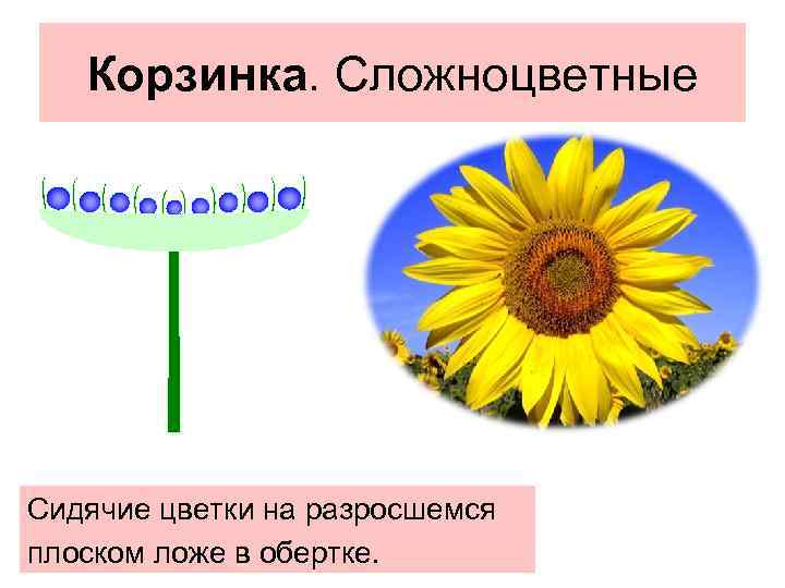 Корзинка. Сложноцветные Сидячие цветки на разросшемся плоском ложе в обертке. 
