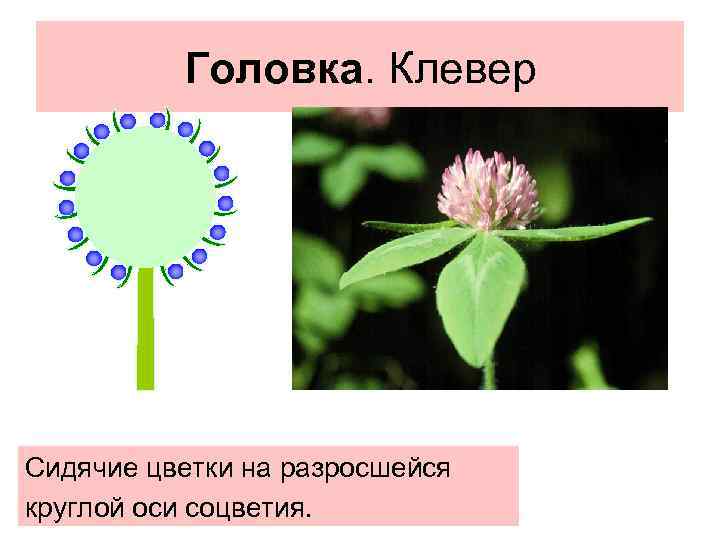 Признаки соцветия головка. Клевер Луговой соцветие.