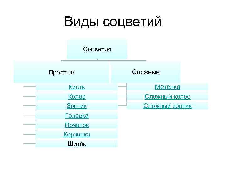 Виды соцветий Соцветия Простые Сложные Кисть Метелка Колос Сложный колос Зонтик Сложный зонтик Головка