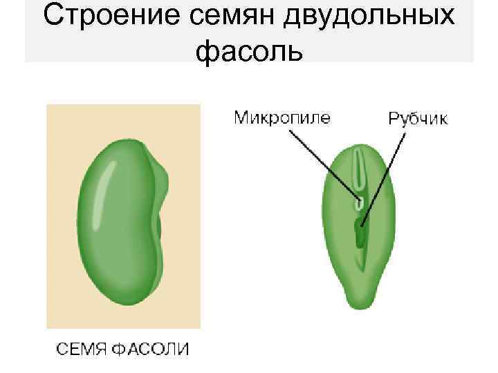 Органы семенного размножения растений. Строение семени огурца. Строение семени ириса. Двудольные семена фасоли. Строение семян огурцов.