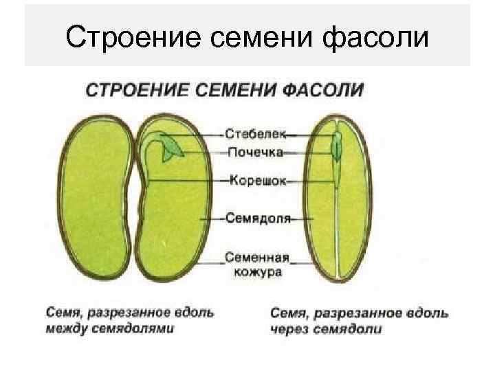 Строение семени фасоли 