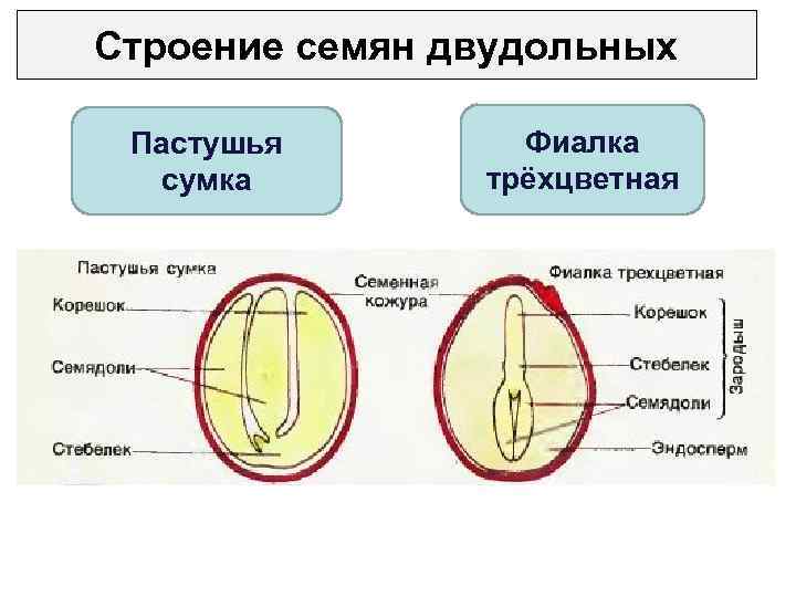 Строение семени томата рисунок с подписями