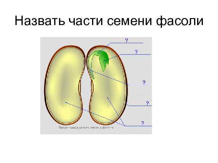 Назвать части семени фасоли 