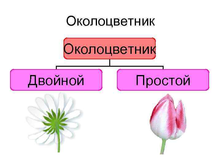 Околоцветник Двойной Простой 