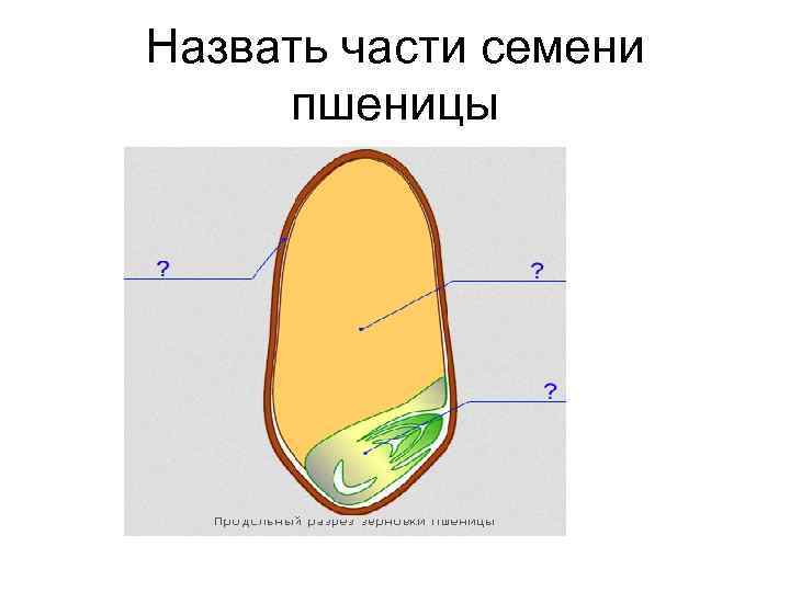 Назвать части семени пшеницы 