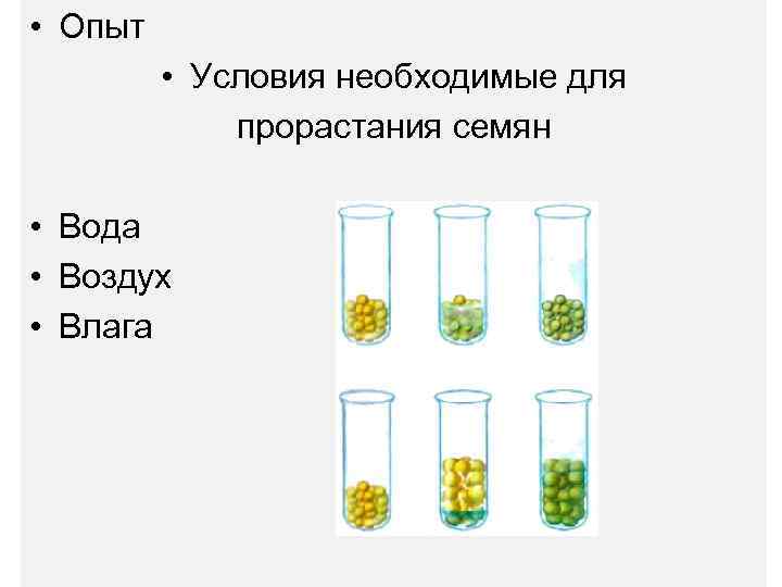  • Опыт • Условия необходимые для прорастания семян • Вода • Воздух •