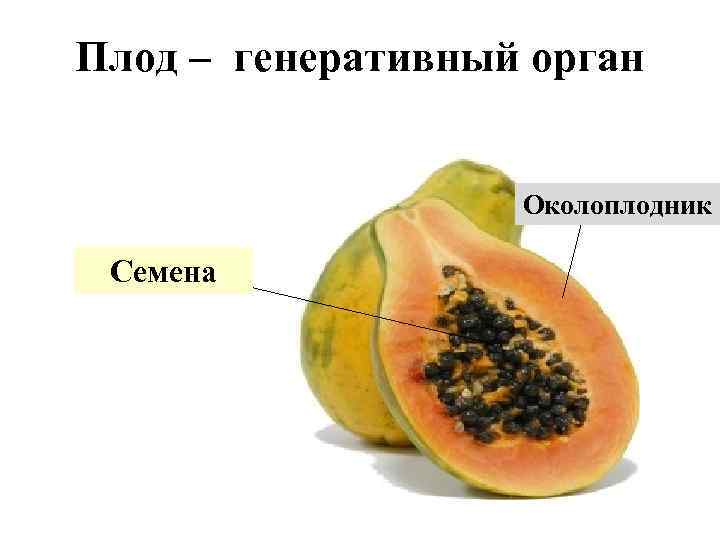 Плод – генеративный орган Околоплодник Семена 