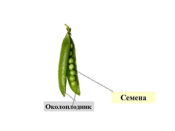 Семена Околоплодник 