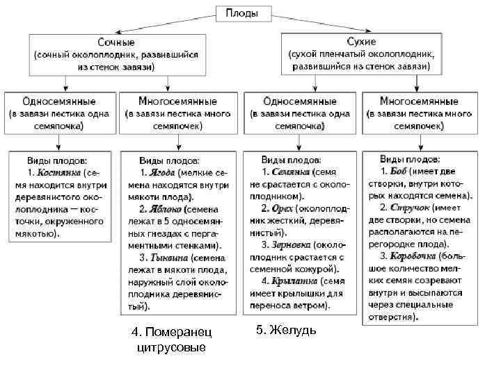 4. Померанец цитрусовые 5. Желудь 