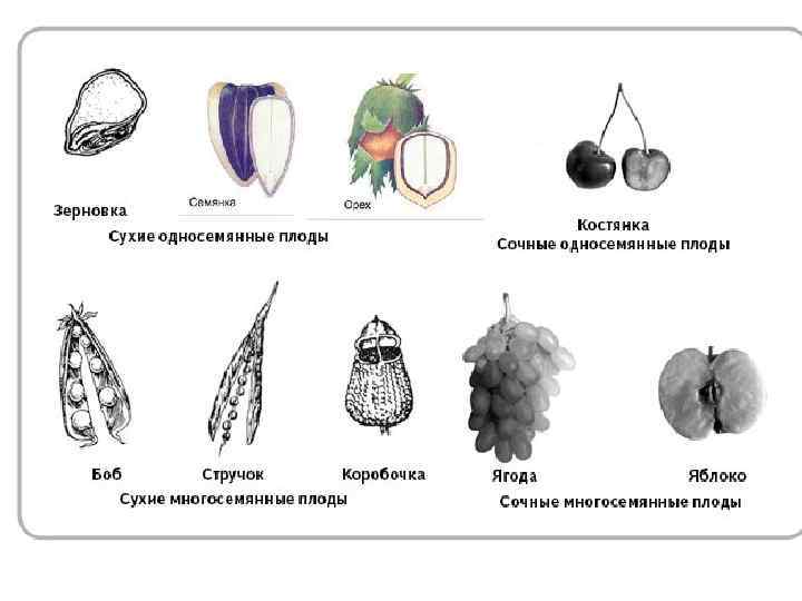 Плоды растений сухие односемянные. Типы сухих односемянных плодов. Сочные односемянные схема плода. Односемянные плоды схема.