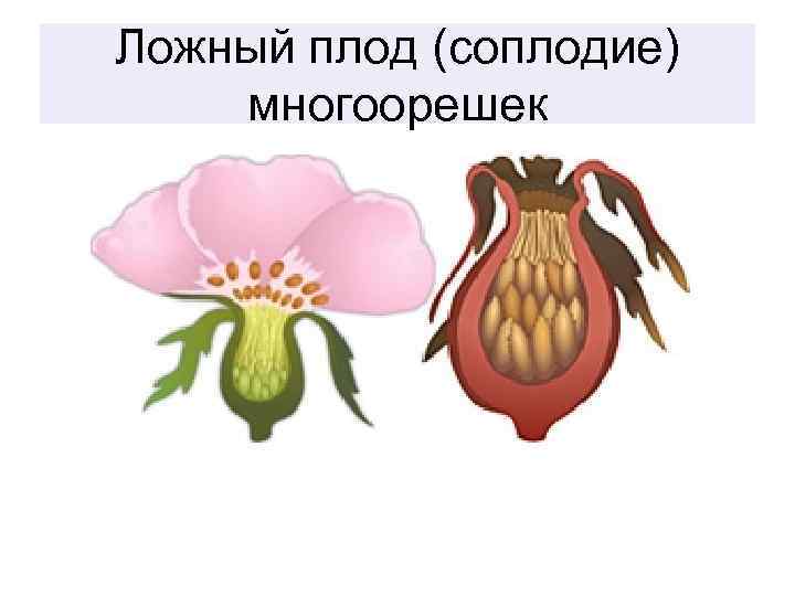 Ложный плод (соплодие) многоорешек 