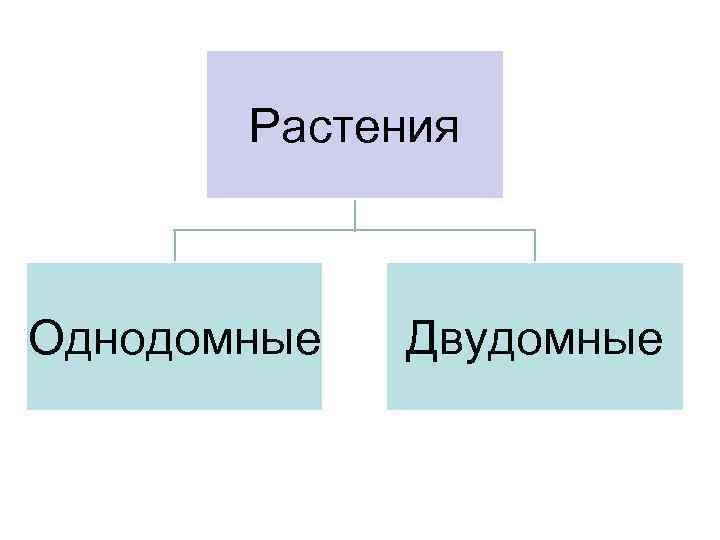 Растения Однодомные Двудомные 