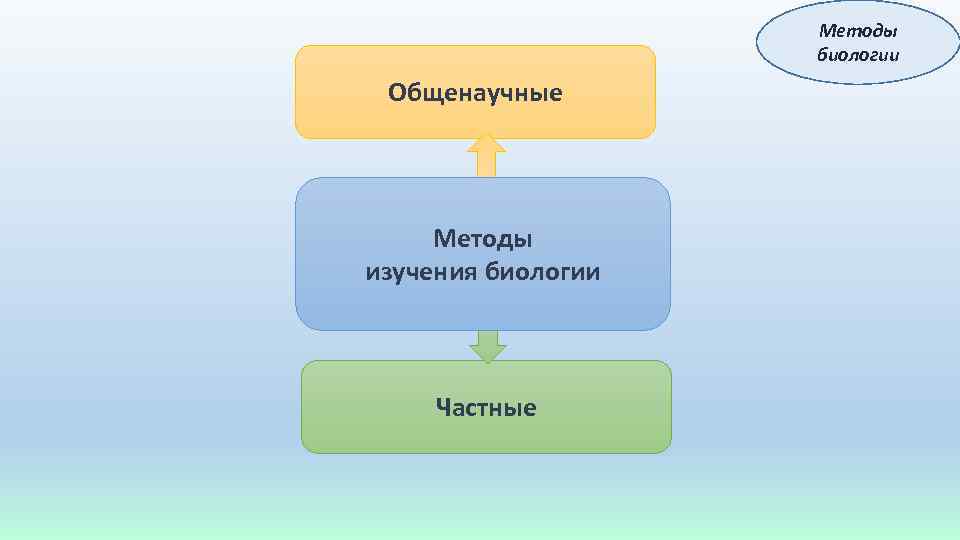 Методы биологии Общенаучные Методы изучения биологии Частные 