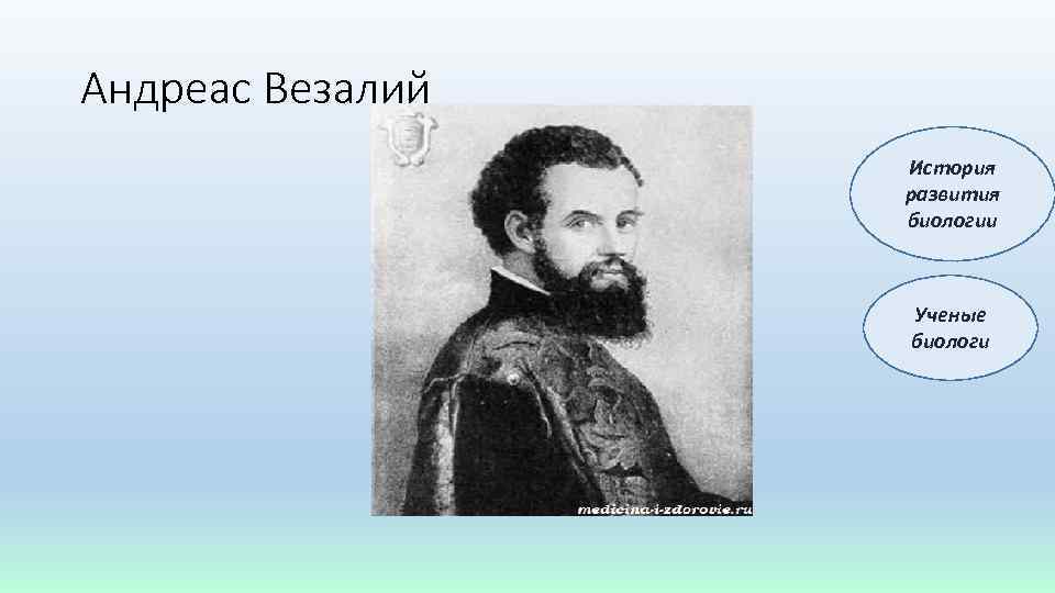 Андреас Везалий История развития биологии Ученые биологи 