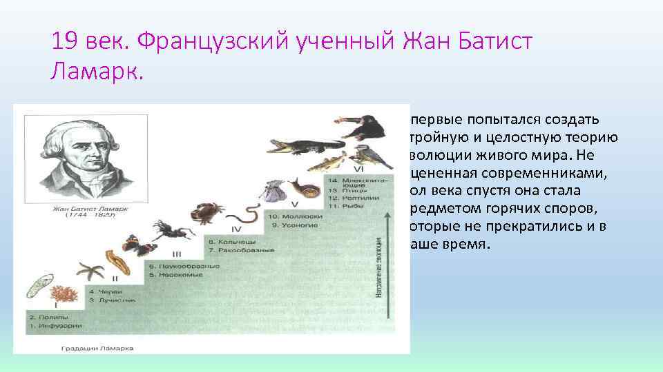19 век. Французский ученный Жан Батист Ламарк. • Впервые попытался создать стройную и целостную