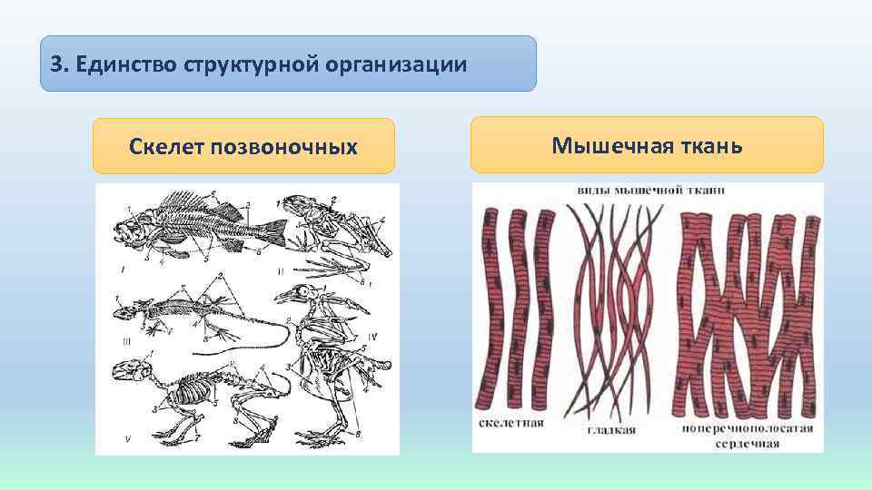 3. Единство структурной организации Скелет позвоночных Мышечная ткань 