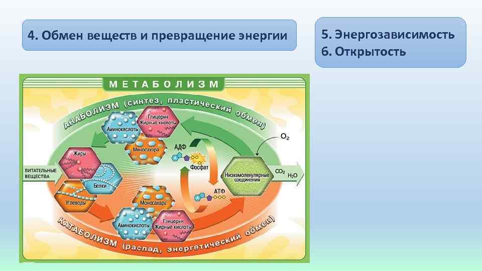 4. Обмен веществ и превращение энергии 5. Энергозависимость 6. Открытость 