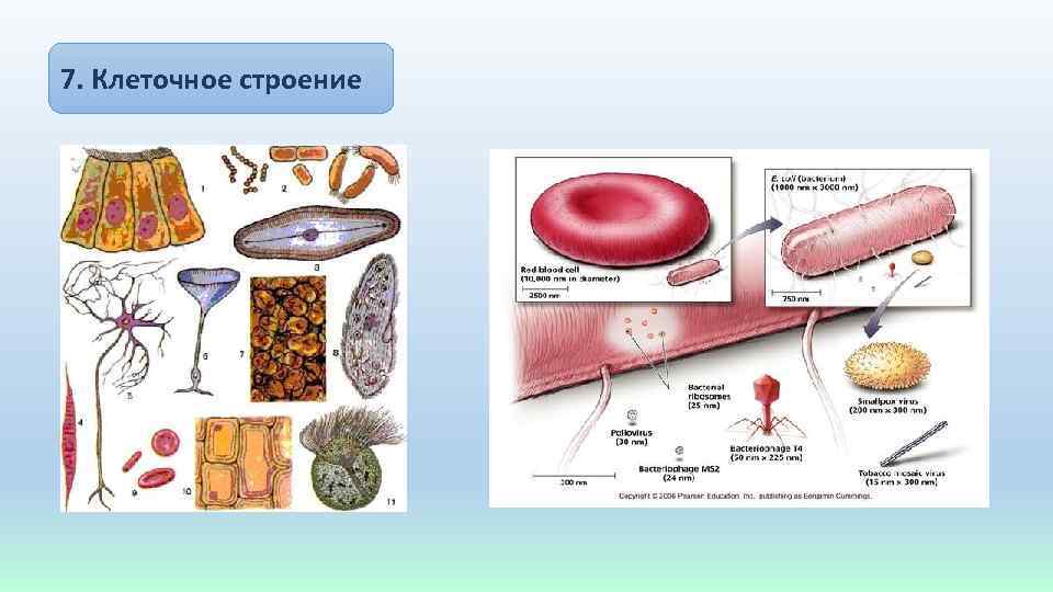 7. Клеточное строение 