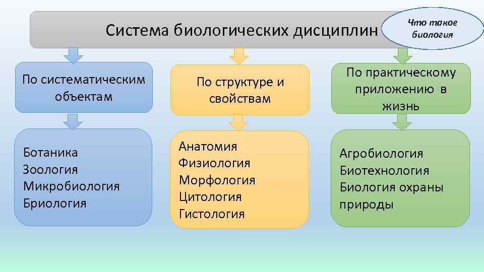 Система биологических дисциплин По систематическим объектам Ботаника Зоология Микробиология Бриология По структуре и свойствам