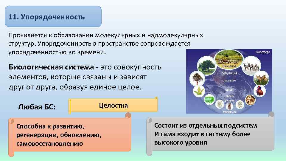 11. Упорядоченность Проявляется в образовании молекулярных и надмолекулярных структур. Упорядоченность в пространстве сопровождается упорядоченностью