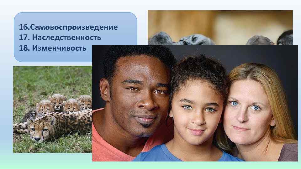 16. Самовоспроизведение 17. Наследственность 18. Изменчивость 