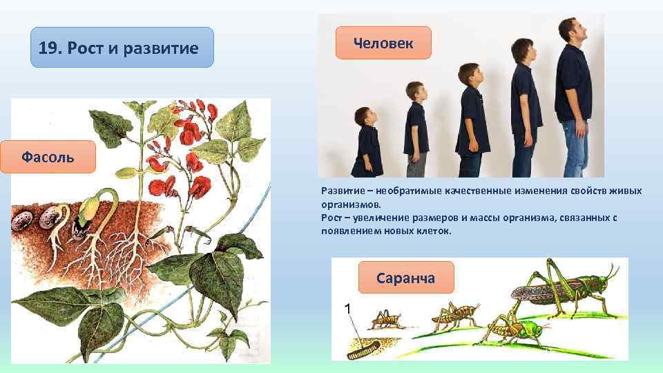19. Рост и развитие Человек Фасоль Развитие – необратимые качественные изменения свойств живых организмов.