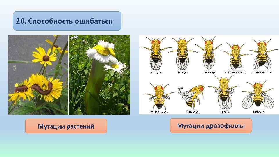 20. Способность ошибаться Мутации растений Мутации дрозофиллы 