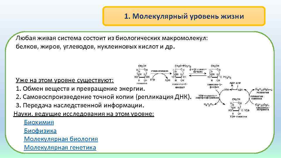 1. Молекулярный уровень жизни Любая живая система состоит из биологических макромолекул: белков, жиров, углеводов,