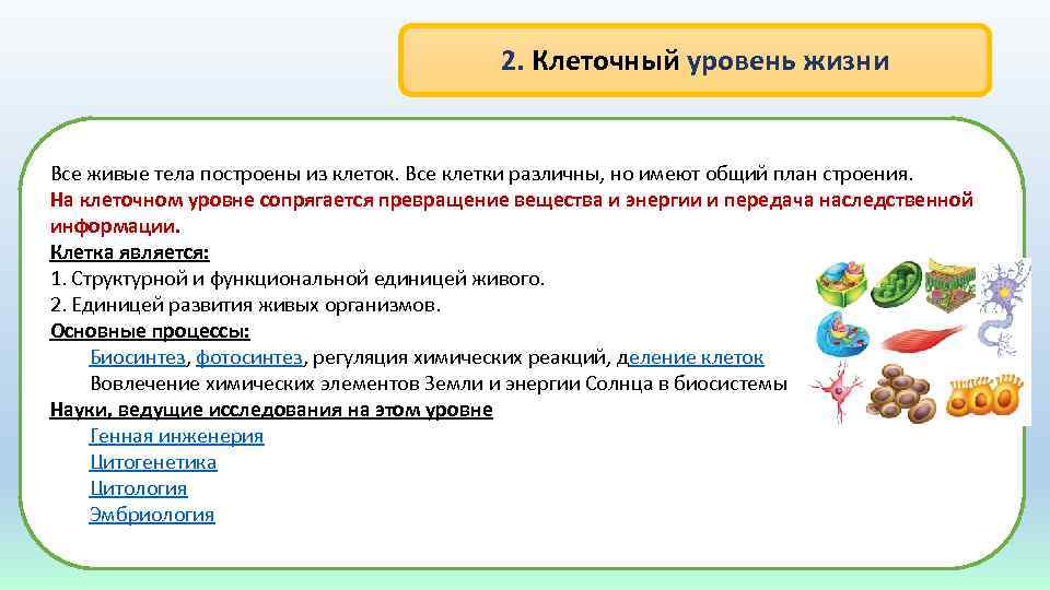 2. Клеточный уровень жизни Все живые тела построены из клеток. Все клетки различны, но
