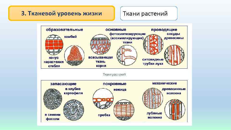 3. Тканевой уровень жизни Ткани растений 